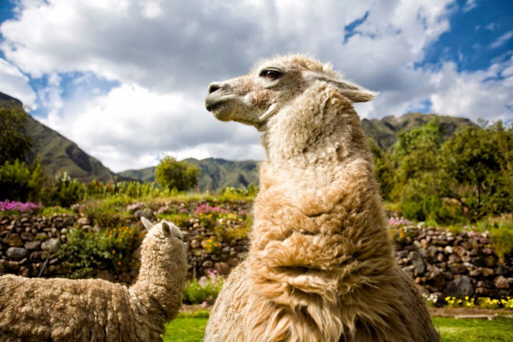 Machu picchu ya tiene todo listo para recibir a los colombianos en 2021 Machu picchu