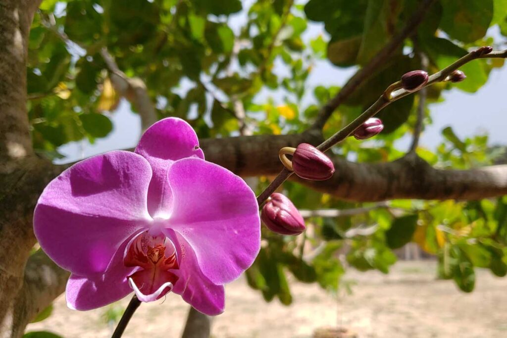 Orquídea