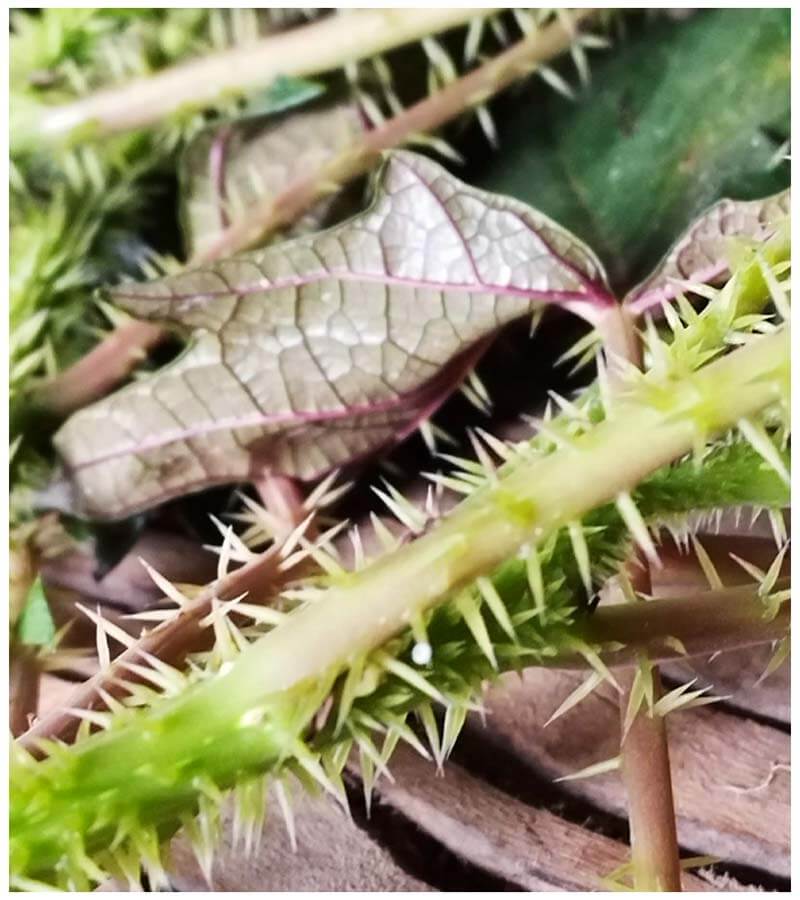 Un viaje a los saberes ancestrales del alto putumayo