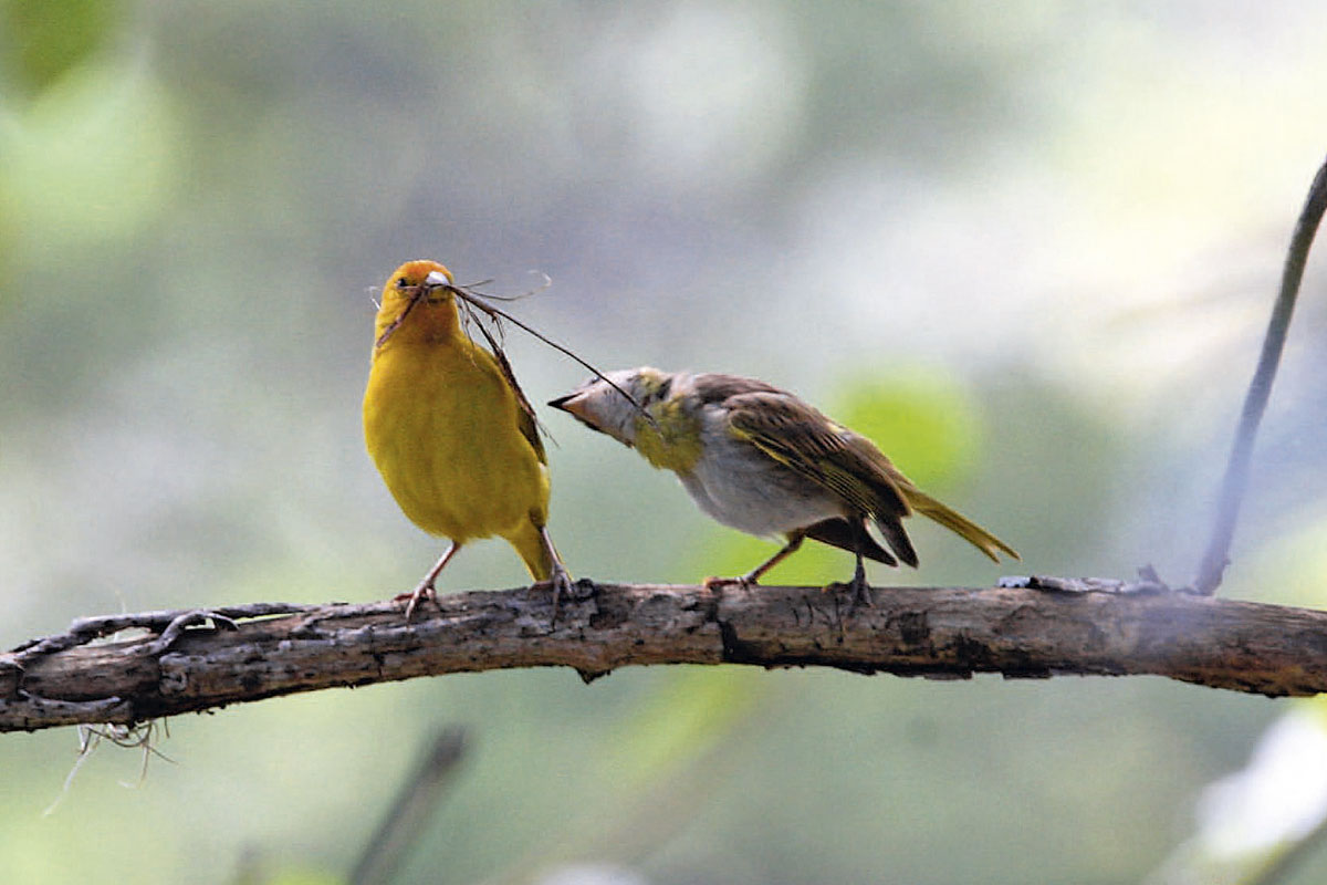 Un viaje por los senderos del café en colombia Un viaje por los senderos del café en colombia