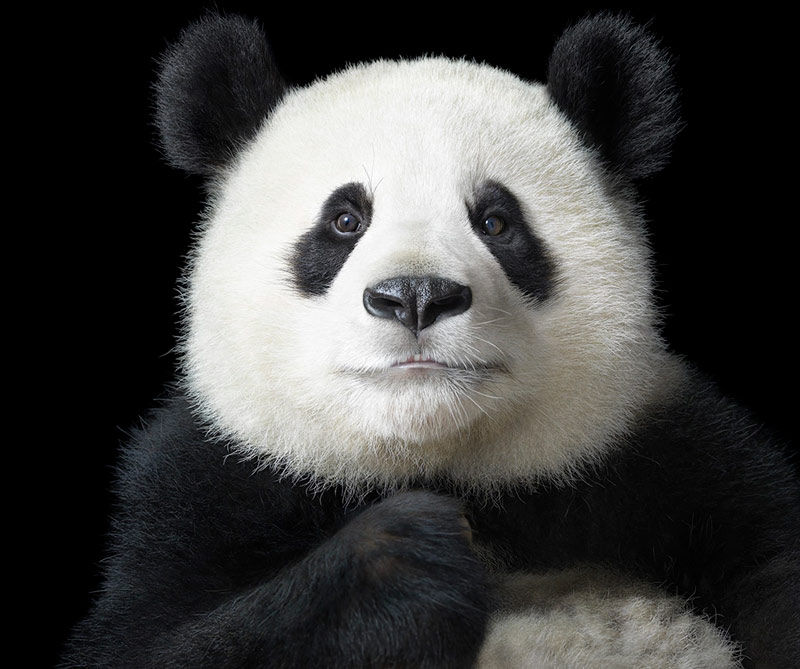 Especies en vía de extinción