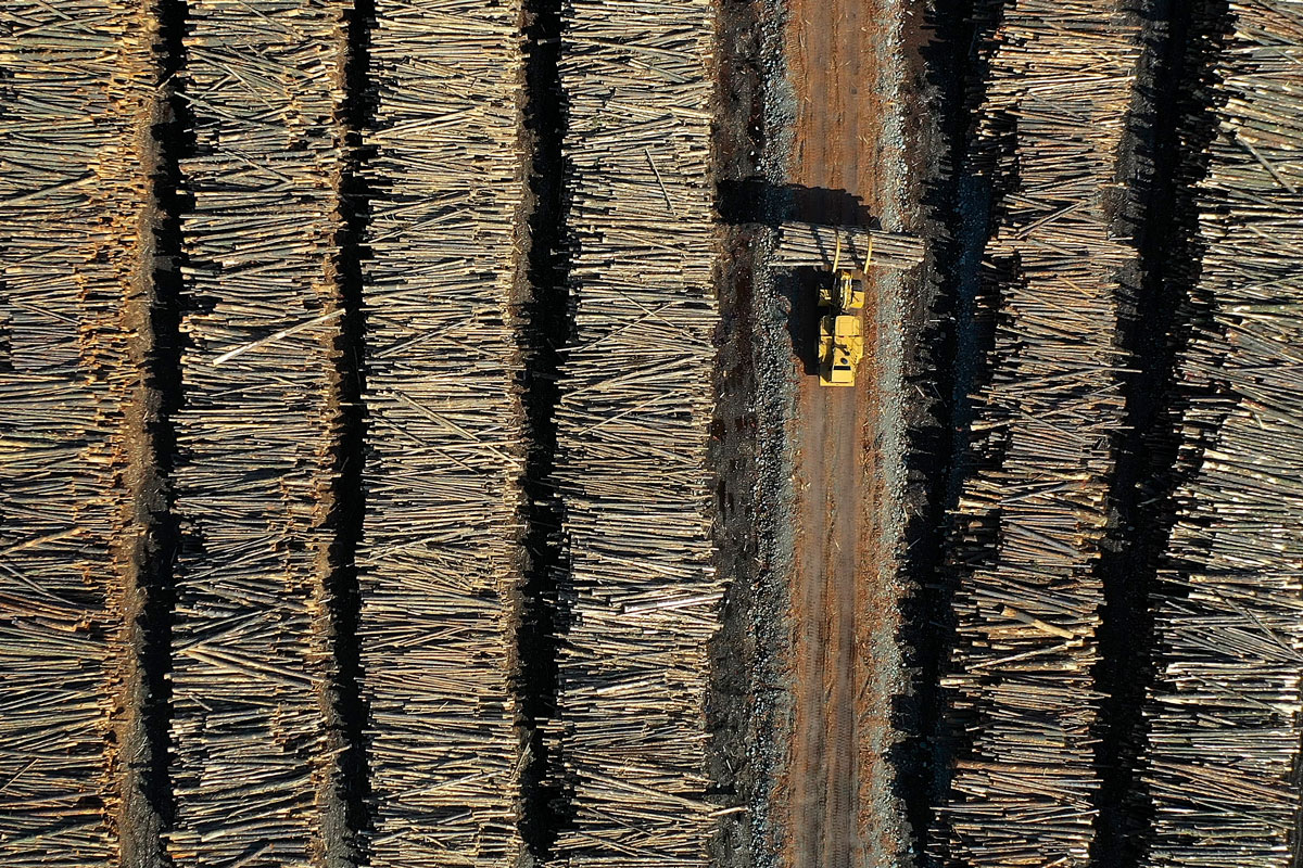 Bosque de Montana, fotografías, cambio climático