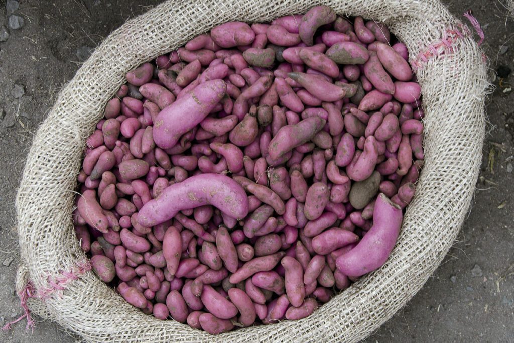 Conozca al grupo de antropólogos que reunió más de 3 mil recetas del cauca Recetas del cauca