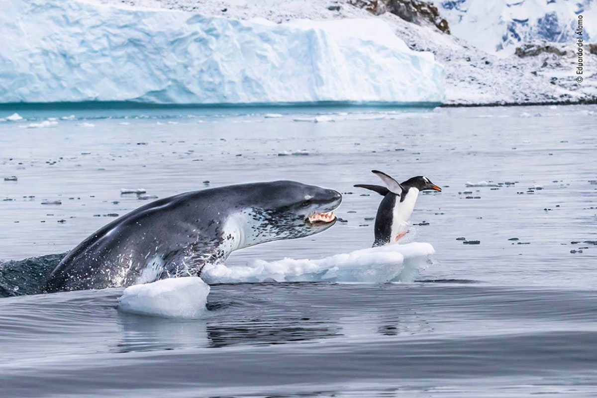 Estas son las fotografías finalistas del wildlife photographer of the year 2019 Estas son las fotografías finalistas del wildlife photographer of the year 2019