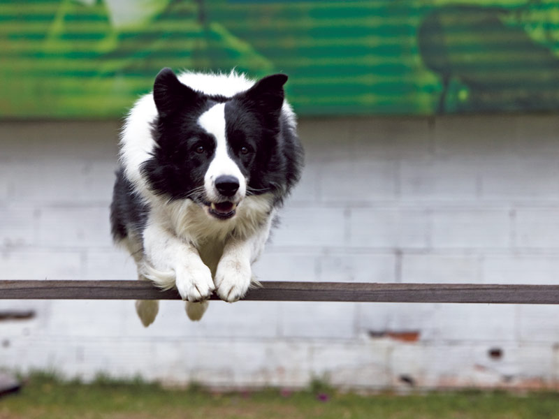 24 preguntas para entender a su perro