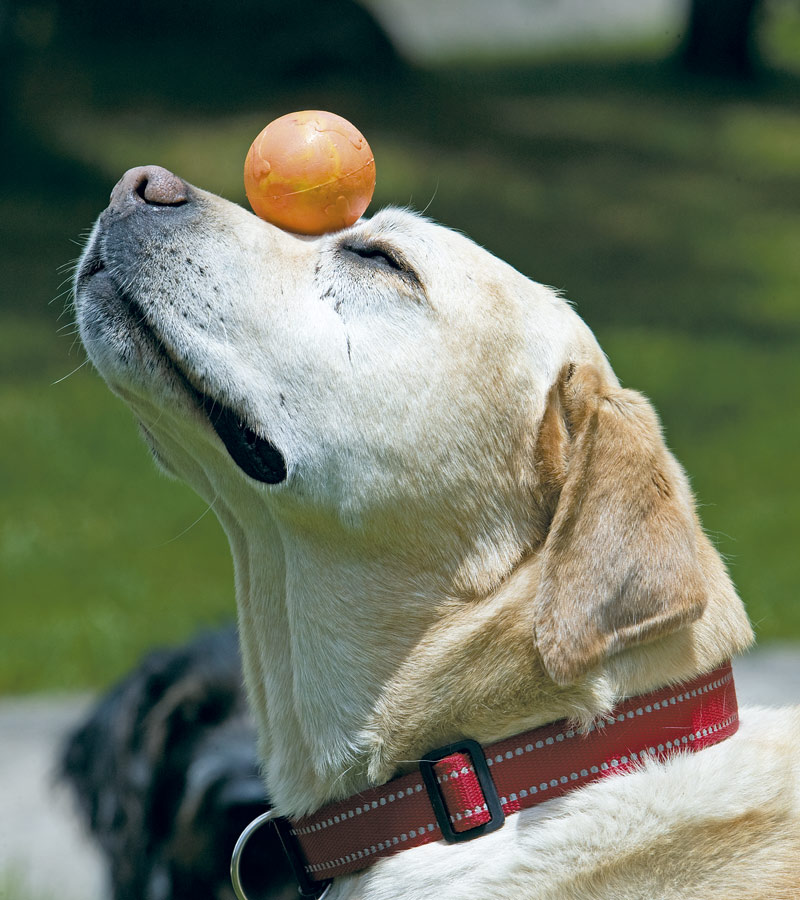 24 preguntas para entender a su perro