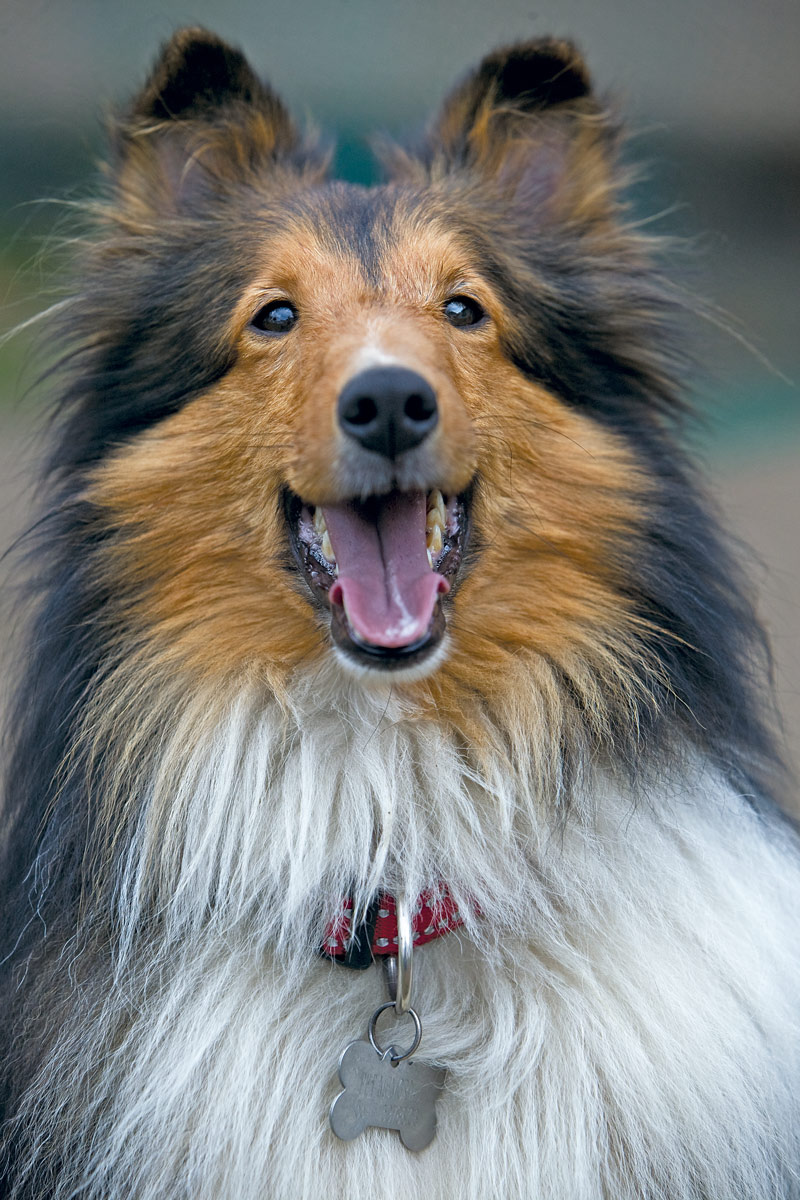 24 preguntas para entender a su perro