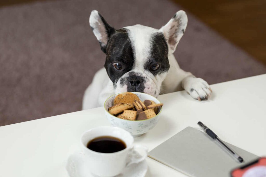 Siete consejos para alimentar correctamente a su mascota Siete consejos para alimentar correctamente a su mascota