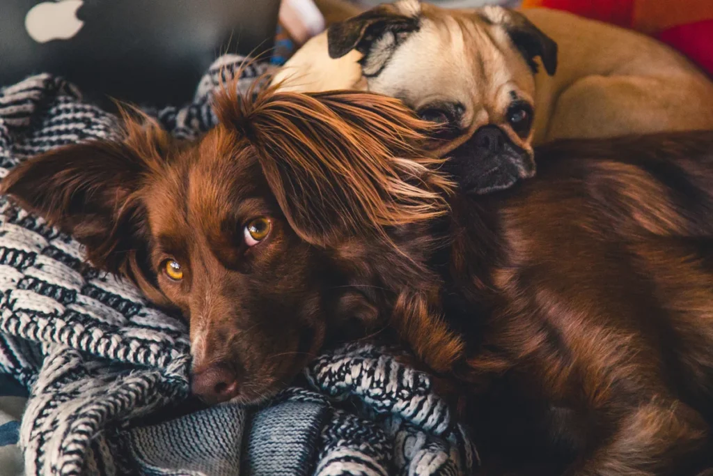 5 consejos que debe tener en cuenta antes de adoptar una mascota 5 consejos que debe tener en cuenta antes de adoptar una mascota