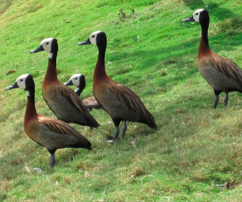 Paujil piqui azul (Crax alberti) hembra.