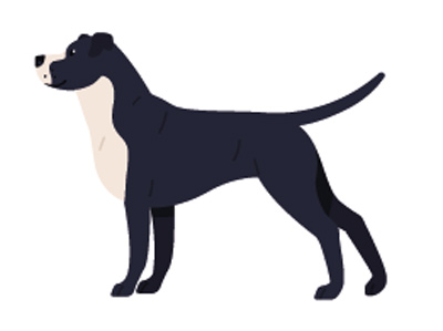 Guía para adoptar perros en colombia Guía para adoptar perros en colombia