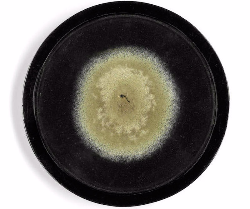 Alguien pagó más de 40 millones de pesos por un plato de moho