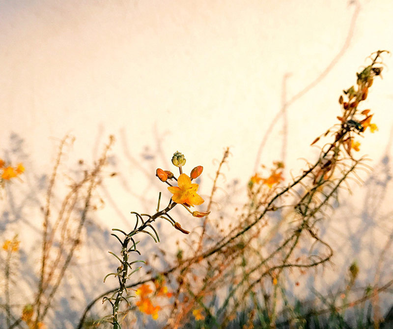 Abstracto: Glenn Homann.