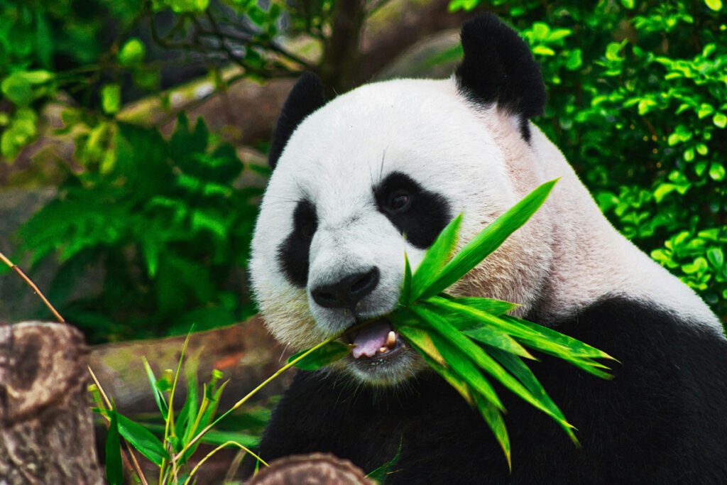 Especies en vía de extinción