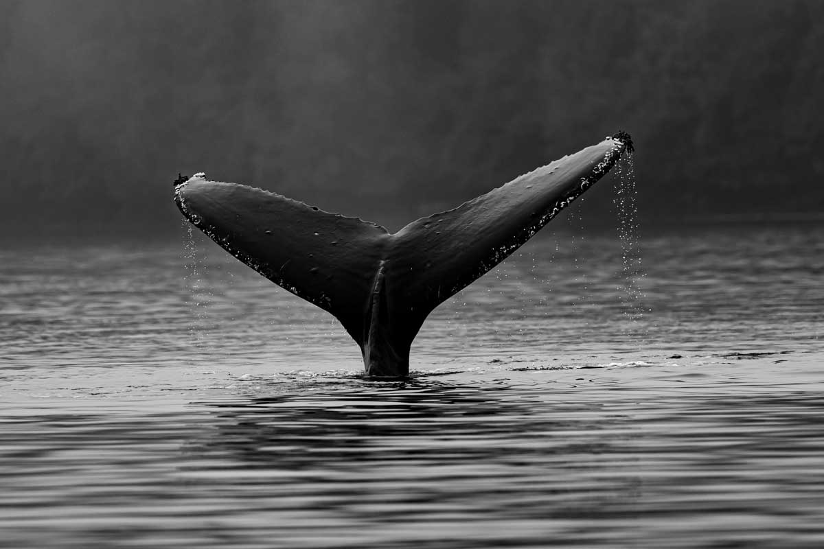 ballenas