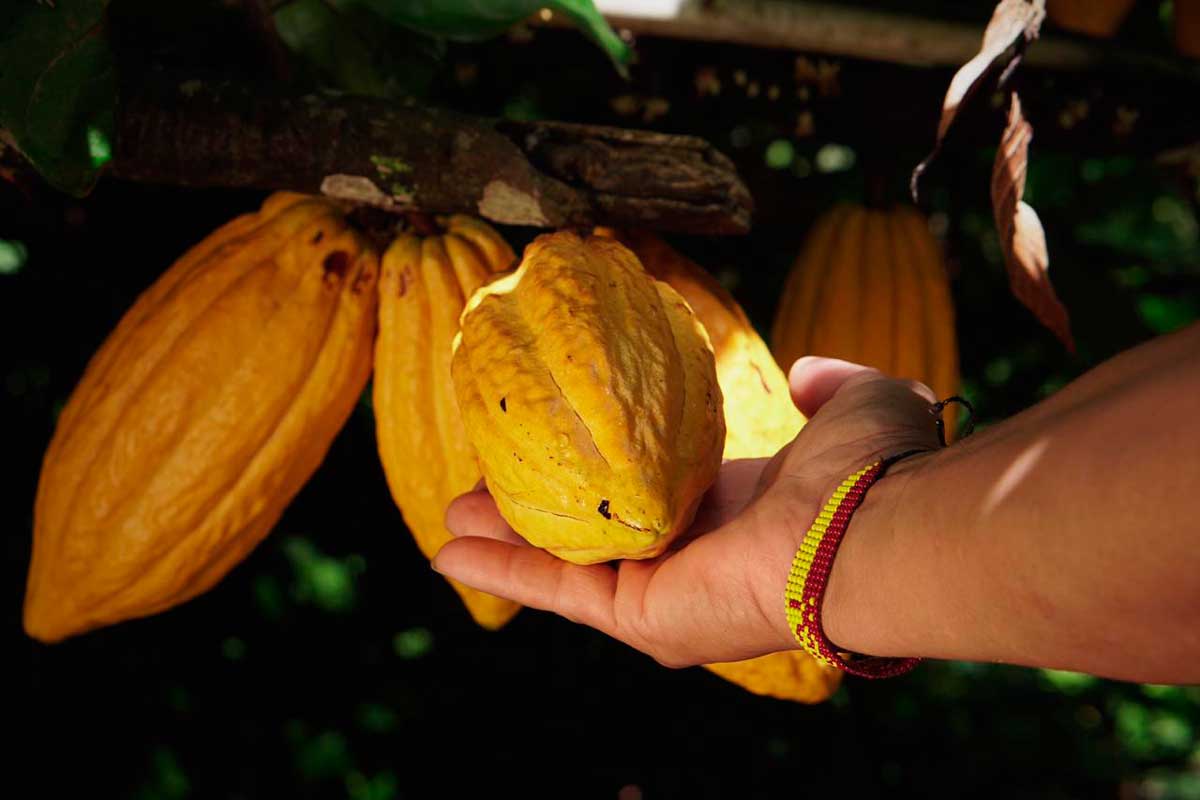cacao