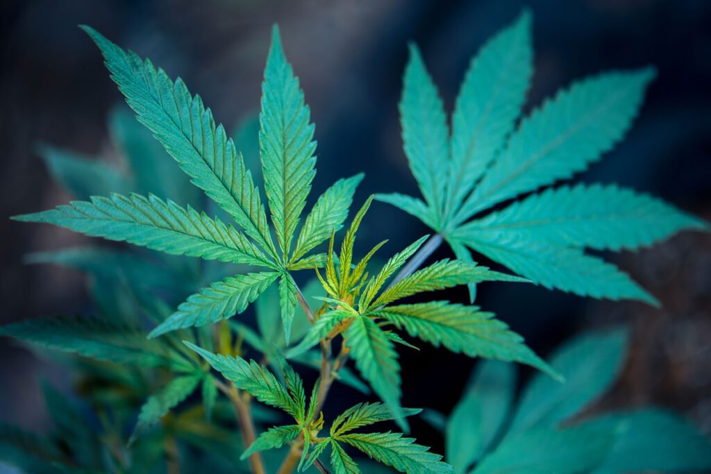Cannalivio: una "buena yerba" en ungüento Cannalivio: una "buena yerba" en ungüento