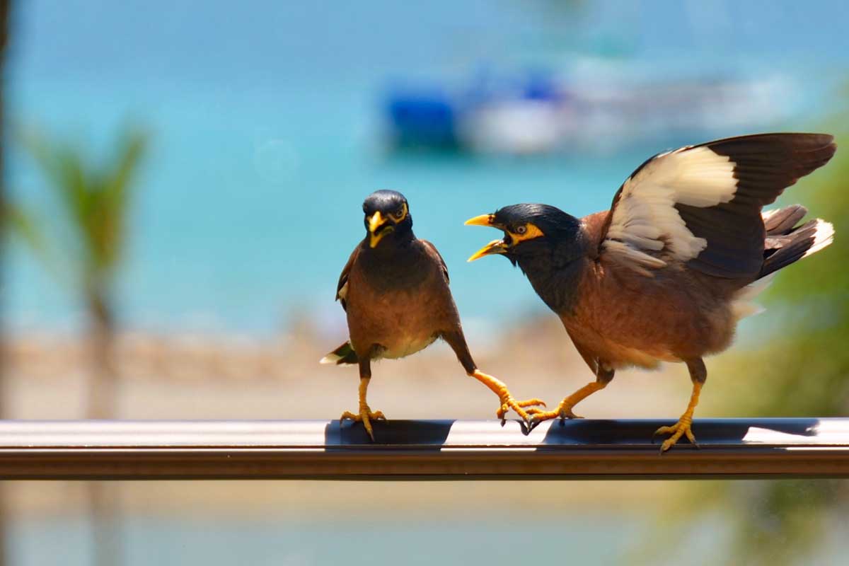 enojo, comida, mal genio