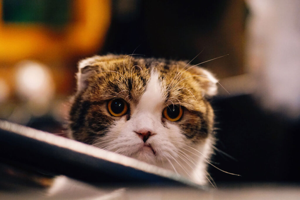 Cinco pasos para dejar el rencor a un lado, según la psicología mono_