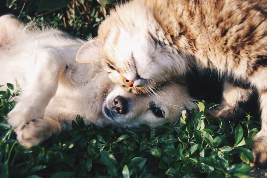 Consejos de un veterinario para tratar la ansiedad y estrés en mascotas Consejos de un veterinario para tratar la ansiedad y estrés en mascotas
