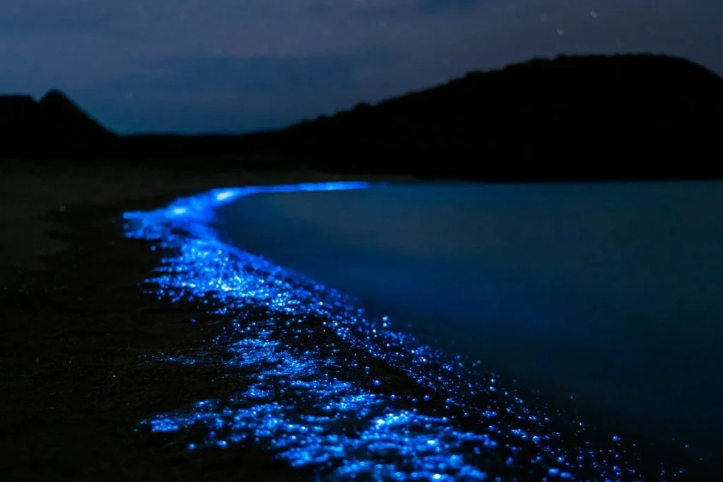 ¿son estas las mejores playas bioluminiscentes del mundo?