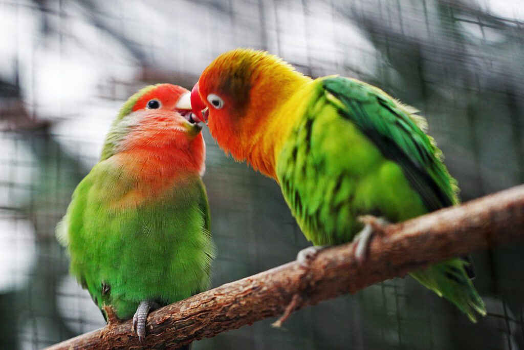 Seis lugares para hacer avistamiento de aves en colombia Avistamiento de aves