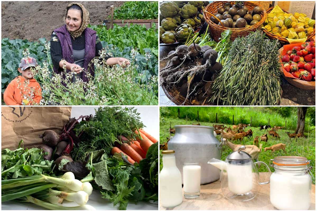 proveedores orgánicos