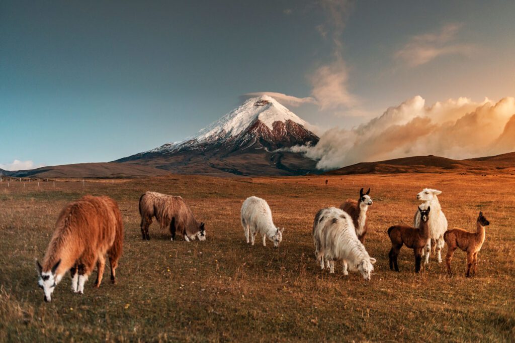 John quintero