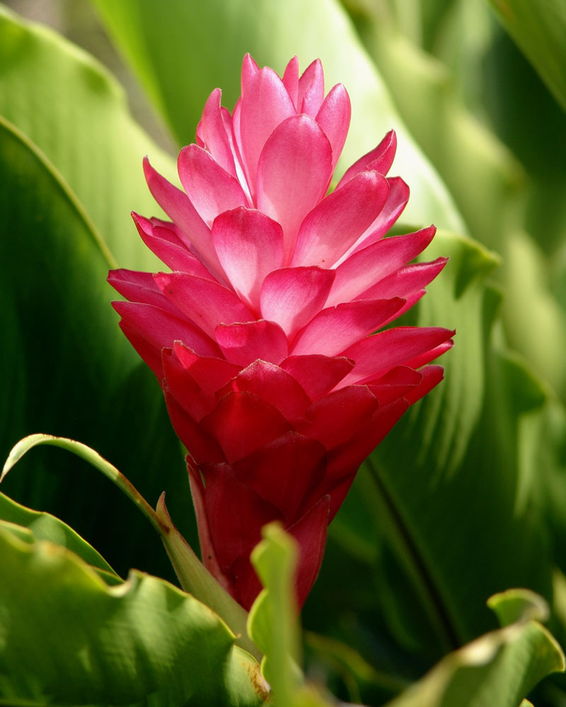 Galería: 10 flores y plantas colombianas para tener en casa Flores y plantas colombianas