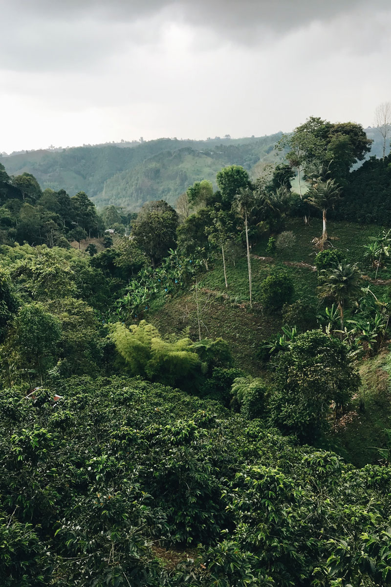 Plan para vacaciones: recorra el eje cafetero