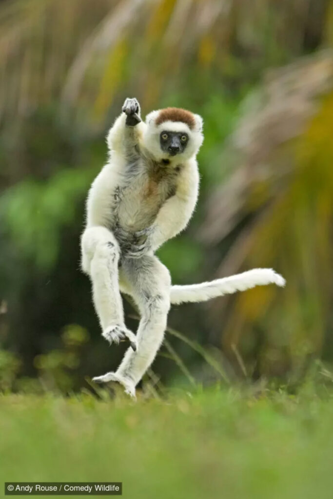 fotografías más graciosas del mundo animal