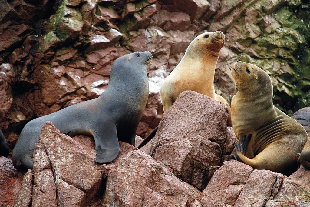 Leones marinos islas ballestas