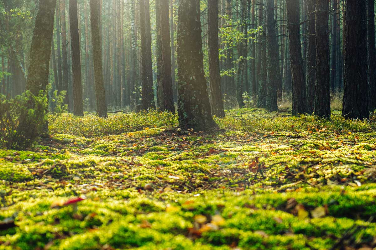 El sistema de energía solar provee lo suficiente para las funciones cotidianas.