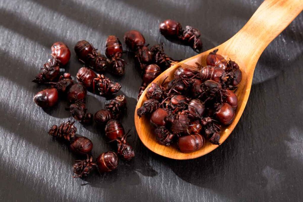 Hormiga culona: entre los 100 platos peor calificados en el ranking de tasteatlas Hormigas culonas, plato típico de santander