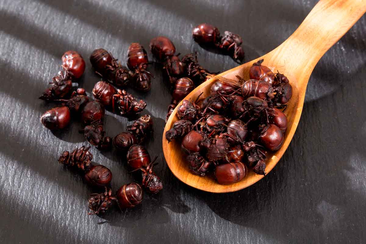 Hormigas culonas, plato típico de Santander