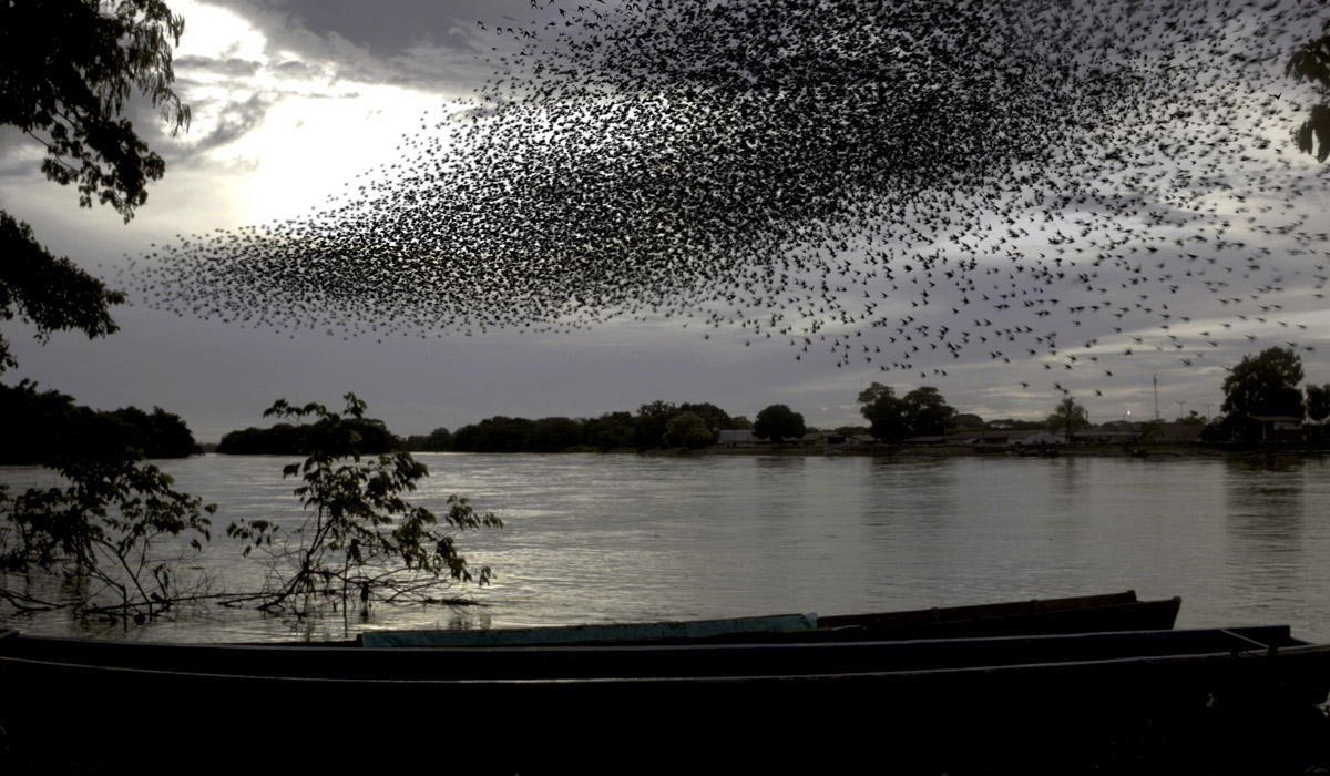 Sol_negro_rengifo_1200x700