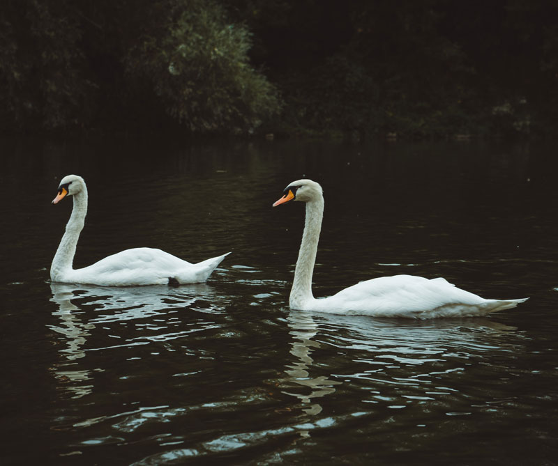 Animales más fieles