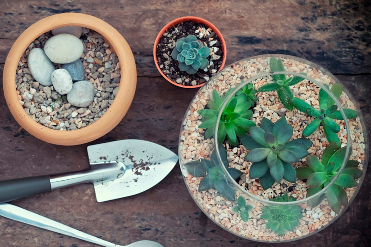 terrario casero, Facebook