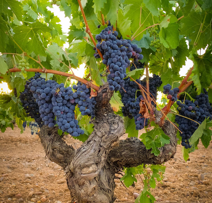 La ribera del duero, un tesoro bien guardado