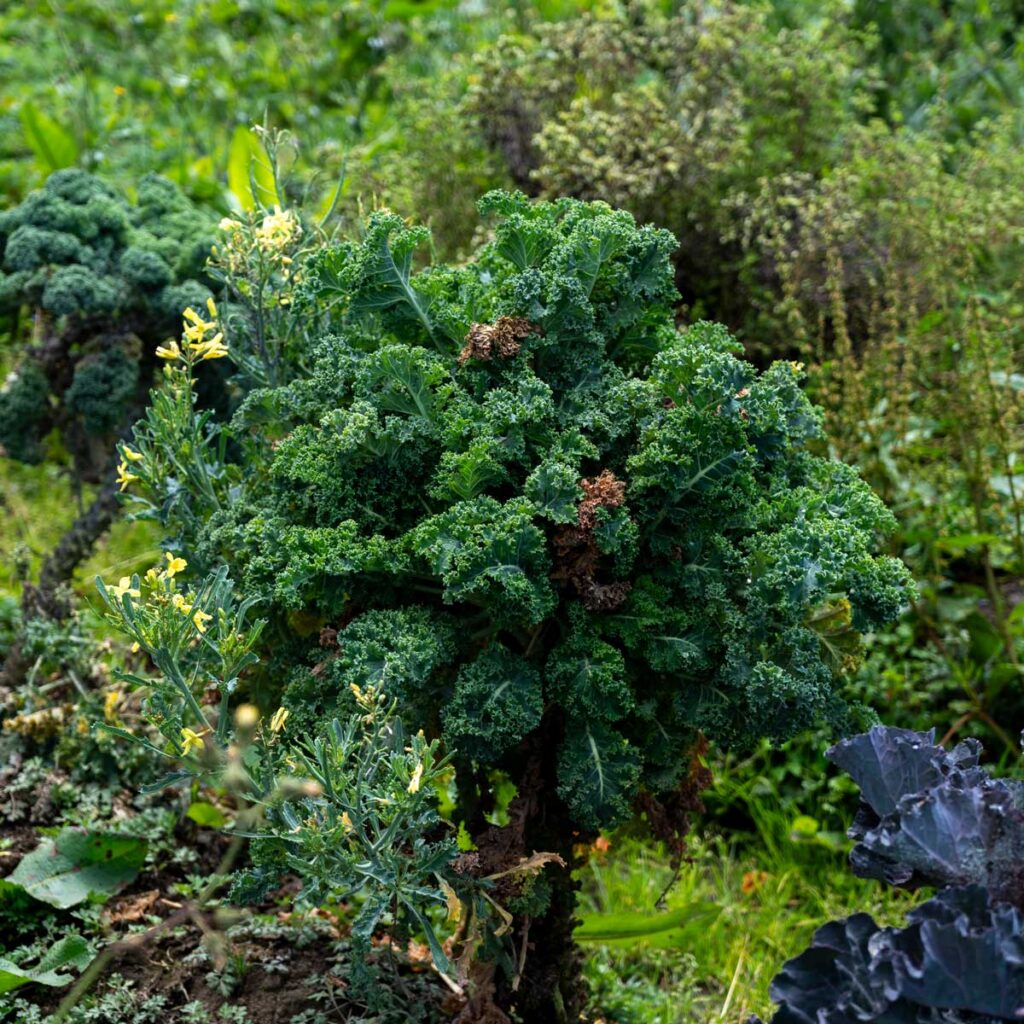 Granja tibares: cosechando paz en la localidad de usme Usme, granja tibares