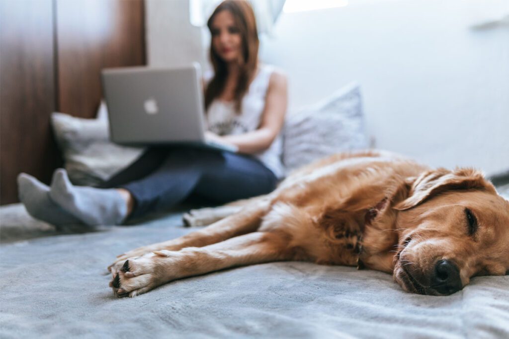 Vet+o: la aplicación de veterinario online que tiene que descargar Vet+o: la aplicación de veterinario online que tiene que descargar