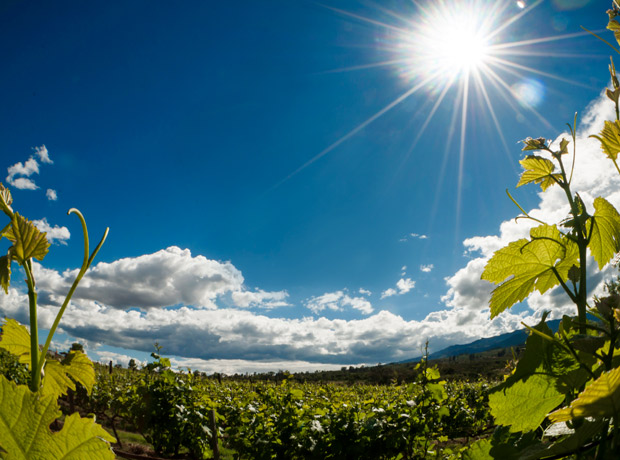 Viñedo de villa de leyva