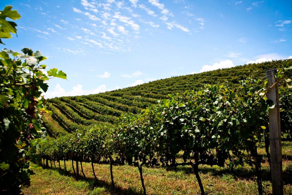 5 vinos espumantes de brasil para celebrar Vinos espumosos
