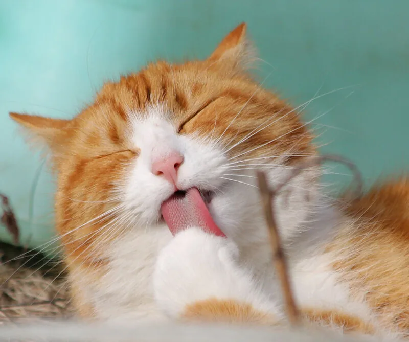 Día internacional del gato: 6 mitos sobre los felinos Día internacional del gato: 6 mitos sobre los felinos