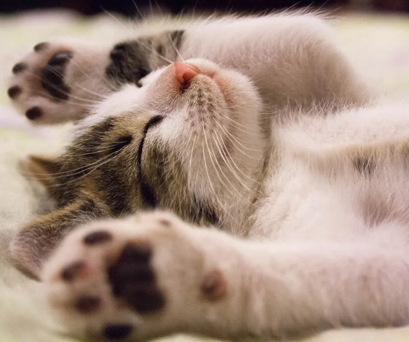 Día internacional del gato: 6 mitos sobre los felinos Día internacional del gato: 6 mitos sobre los felinos