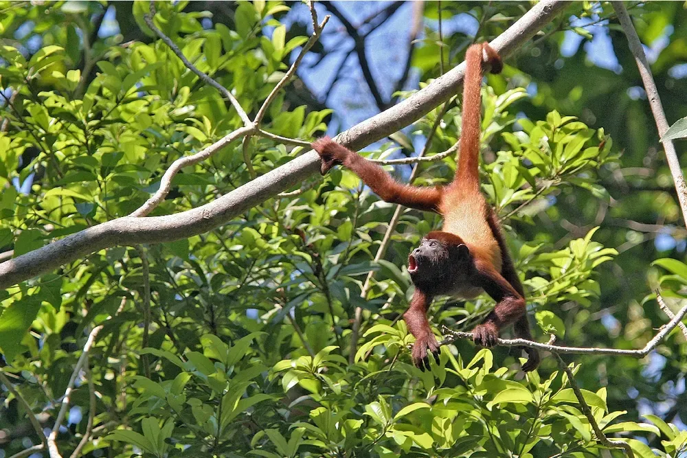 5 bosques tropicales para visitar en colombia