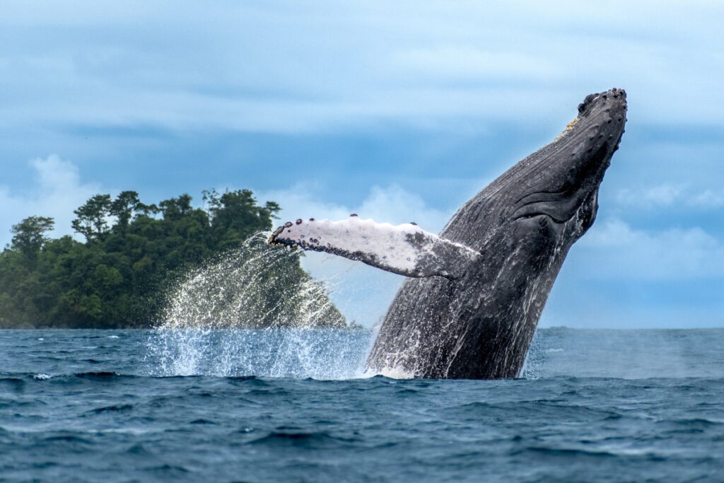 El biólogo al que curaron las ballenas Biólogo ballenas