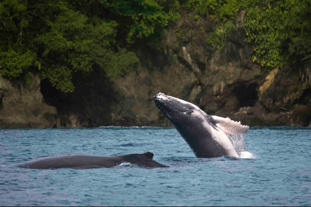 El biólogo al que curaron las ballenas Biólogo ballenas