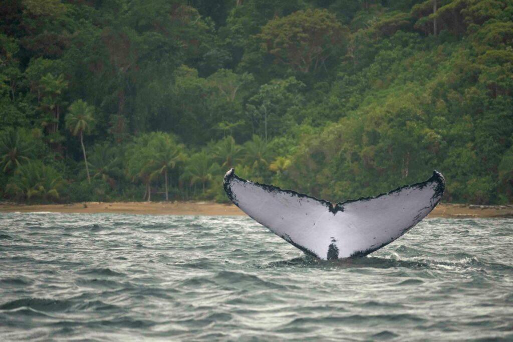 El biólogo al que curaron las ballenas Biólogo ballenas