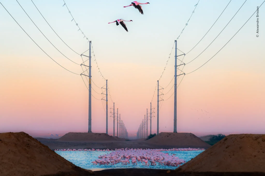 Las 24 mejores fotos de naturaleza, según los Wildlife Photographer of the Year Nuveen People’s Choice Award 2026 Un grupo de flamencos